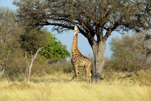 Giraffe Closer