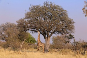 Giraffe
