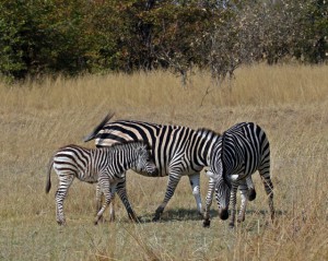 Zebra