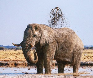 Some Mud Slinging
