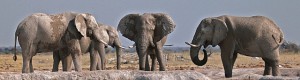 Elephant gathering