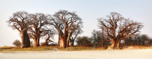Baines Baobab