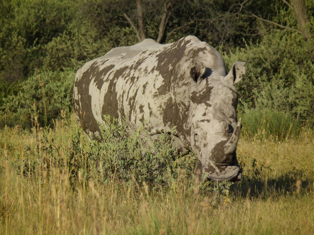 Camouflage