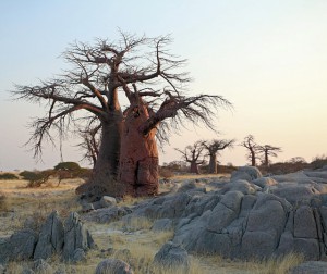 Lekhubu Island
