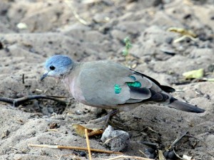Emerald Spotted Wood Dove