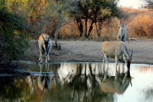 Eland
