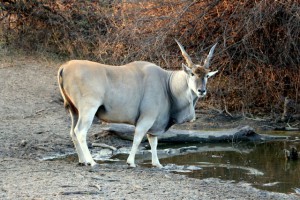 Eland
