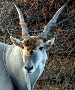 Eland