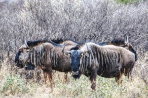 Gnu