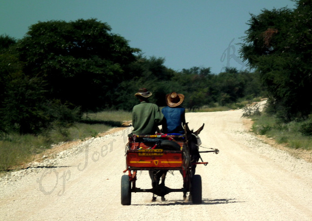 Donkey Cart