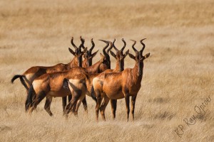 Red Hartebeest