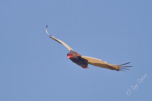inbound for a landing