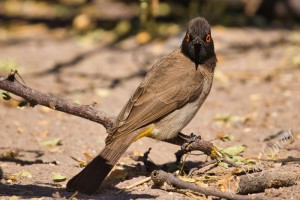 African Red-eyed bulbul