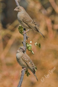 IMG_3684