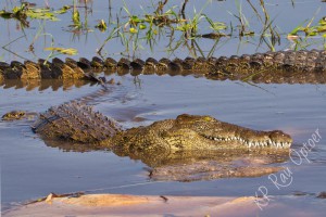 Crocodiles in the Khwai river