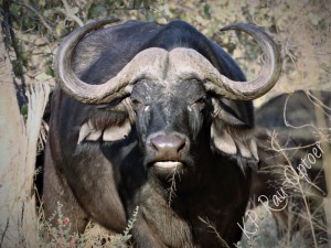 Buffalo near Khwai river