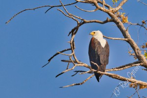 Framed Fish Eagle