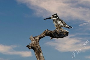 Pied Kingfisher