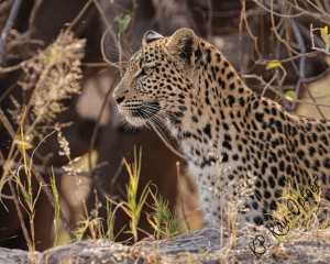 Leopard, Khwai river