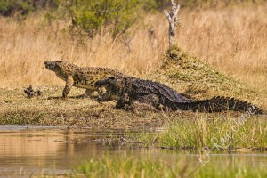 Crocodiles fighting for a sunny spot, Khwai river