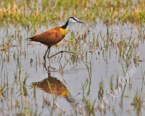 Jacana wading