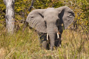 Elephant at Mbudi