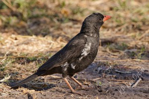 IMG_4140