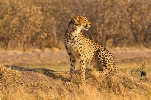 Cheetah at Savuti airfield