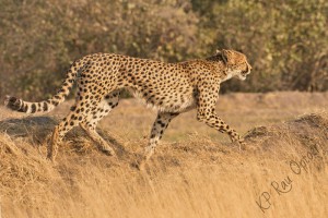 Cheetah at Savuti airfield