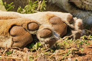 paws