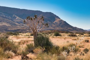 quiver tree