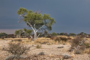 Tree near Mapayatutlwa