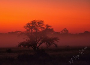 Sunrise with fog in Mabuasehube
