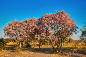 Kalahari Apple-leaf in bloom